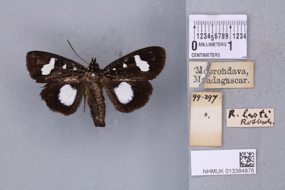/filer/webapps/moths/media/images/L/lasti_Rothia_STF_BMNHa.jpg