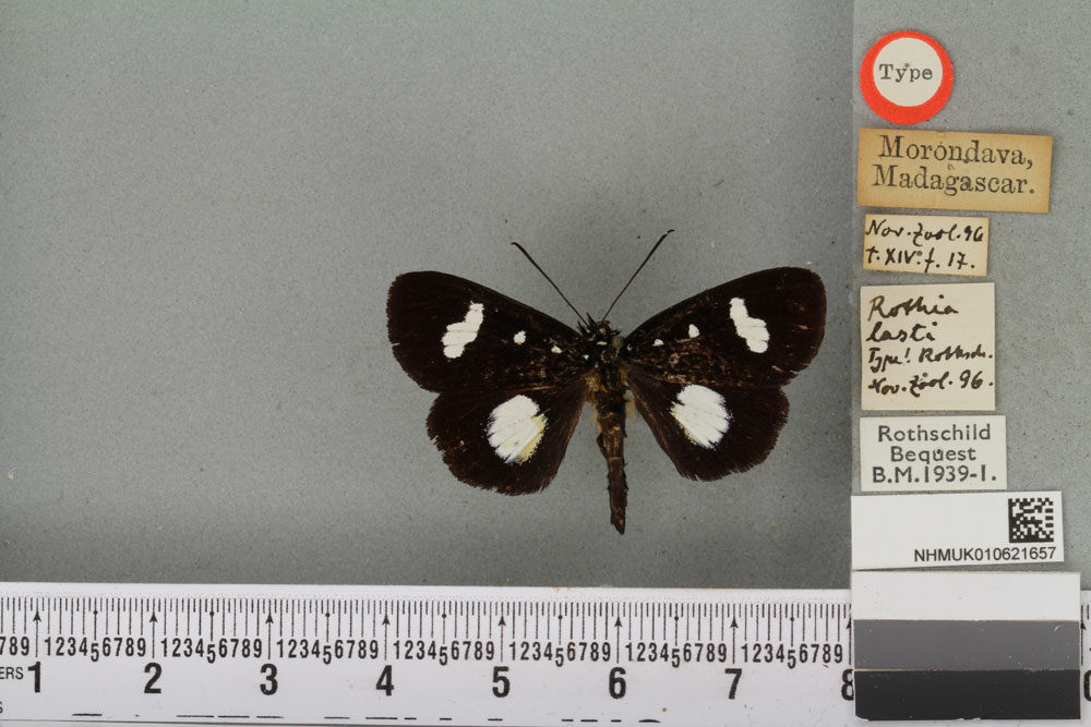 /filer/webapps/moths/media/images/L/lasti_Rothia_STM_BMNHa.jpg