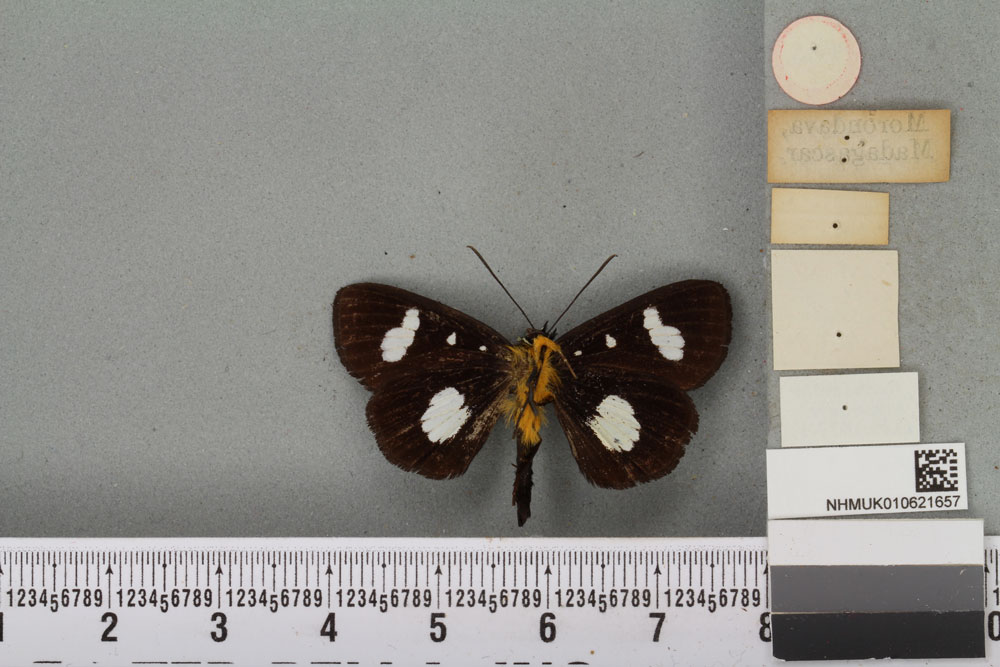 /filer/webapps/moths/media/images/L/lasti_Rothia_STM_BMNHb.jpg
