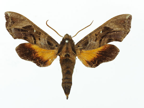 /filer/webapps/moths/media/images/L/lasti_Temnoripais_AF_Basquin_01a.jpg