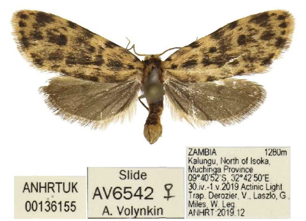 /filer/webapps/moths/media/images/L/laszlogyulai_Siccia_HT_ANHRT.jpg