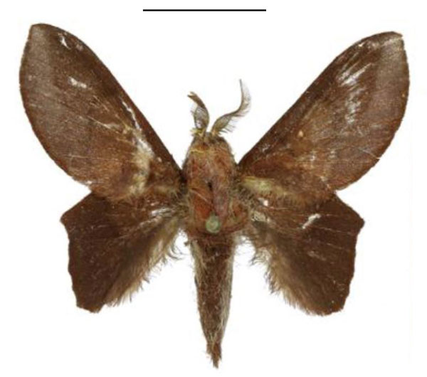 /filer/webapps/moths/media/images/L/laszloi_Sonitha_HT_ANHRT.jpg