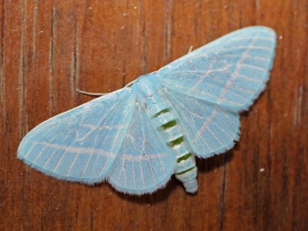 /filer/webapps/moths/media/images/L/laszloi_Trimetopia_A_Voaden.JPG