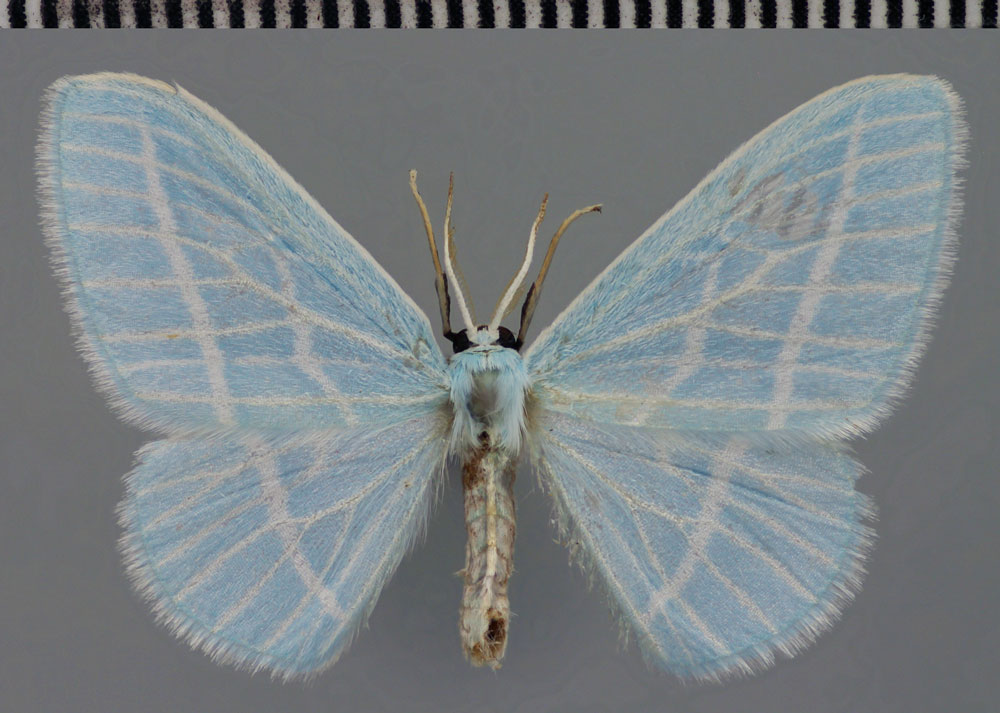 /filer/webapps/moths/media/images/L/laszloi_Trimetopia_HT_ZSM.jpg