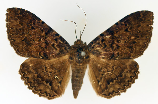 /filer/webapps/moths/media/images/L/latebra_Tavia_AF_TMSA_01.jpg