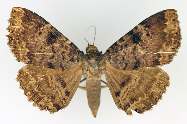 /filer/webapps/moths/media/images/L/latebra_Tavia_AF_TMSA_02.jpg