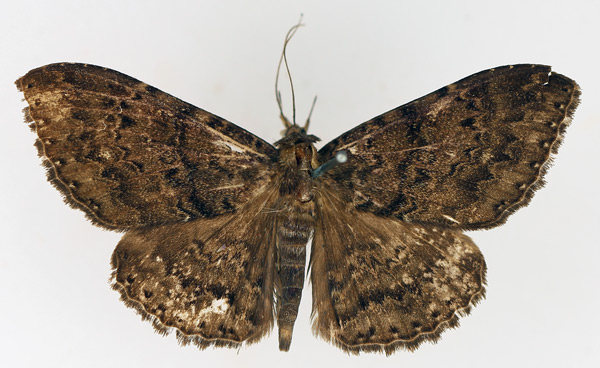 /filer/webapps/moths/media/images/L/latebra_Tavia_AM_TMSA_01.jpg