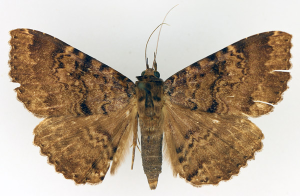 /filer/webapps/moths/media/images/L/latebra_Tavia_AM_TMSA_02.jpg
