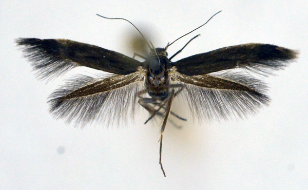 /filer/webapps/moths/media/images/L/latebrosa_Scythris_AF_NHMO.jpg