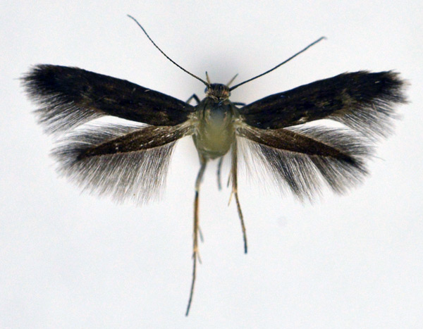 /filer/webapps/moths/media/images/L/latebrosa_Scythris_AM_NHMO.jpg