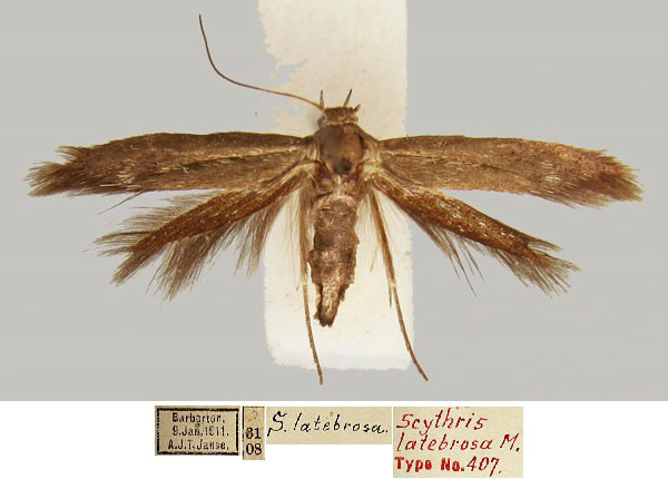 /filer/webapps/moths/media/images/L/latebrosa_Scythris_LT_TMSA_7hjDhDl.jpg