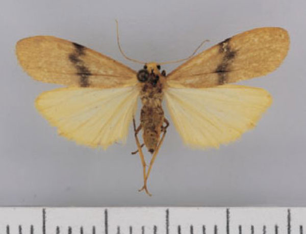/filer/webapps/moths/media/images/L/latefasciatus_Campter_AF_TMSA.jpg