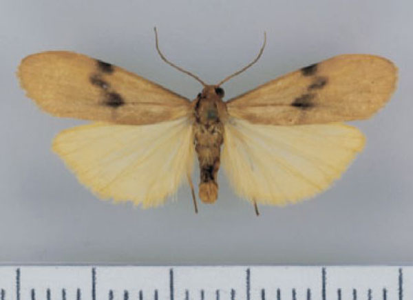 /filer/webapps/moths/media/images/L/latefasciatus_Campter_AM_TMSA.jpg