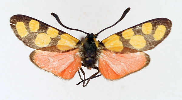 /filer/webapps/moths/media/images/L/lateralis_Praezygaena_AM_TMSA.jpg