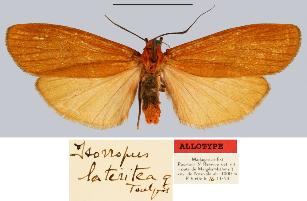 /filer/webapps/moths/media/images/L/lateritea_Isorropus_AT_MNHN.jpg