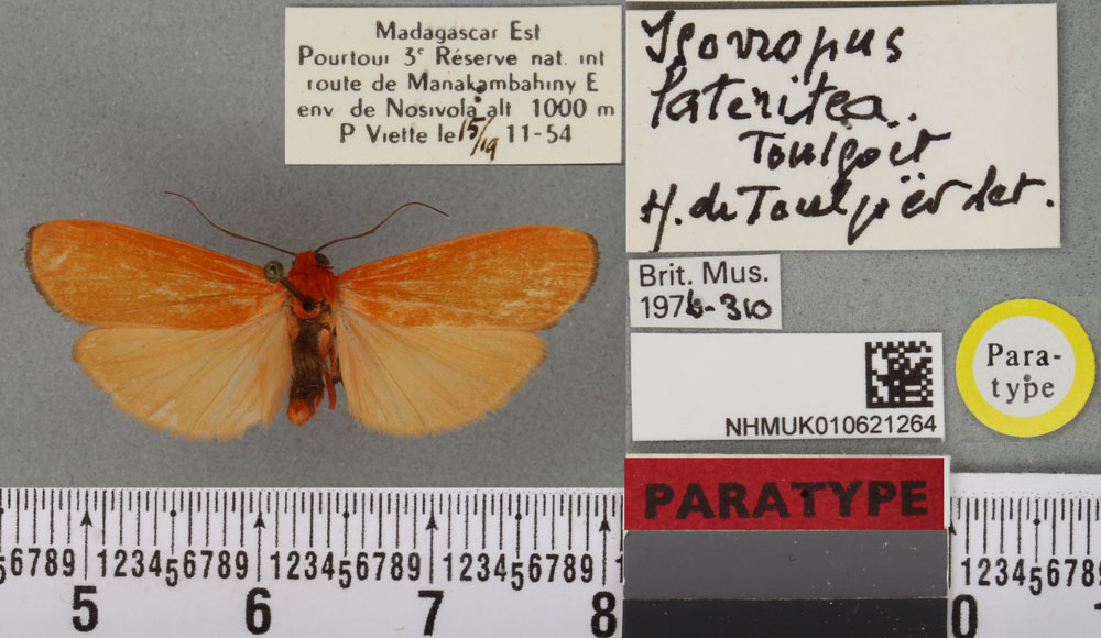 /filer/webapps/moths/media/images/L/lateritea_Isorropus_PTM_BMNH_01a.jpg