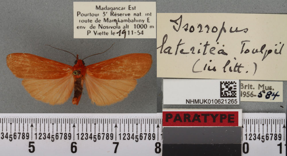 /filer/webapps/moths/media/images/L/lateritea_Isorropus_PTM_BMNH_02a.jpg