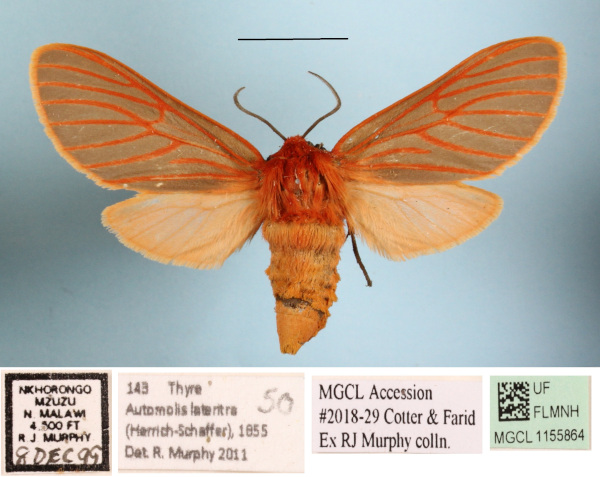 /filer/webapps/moths/media/images/L/lateritia_Metarctia_AF_MGCLa_02.JPG
