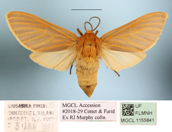/filer/webapps/moths/media/images/L/lateritia_Metarctia_AF_MGCLa_03.JPG