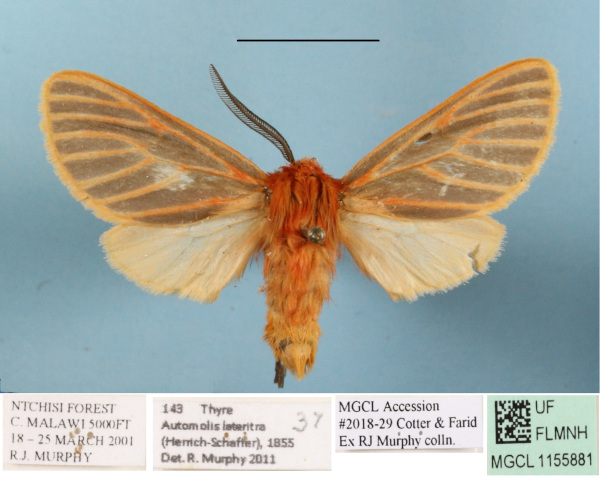 /filer/webapps/moths/media/images/L/lateritia_Metarctia_AM_MGCLa_01.JPG