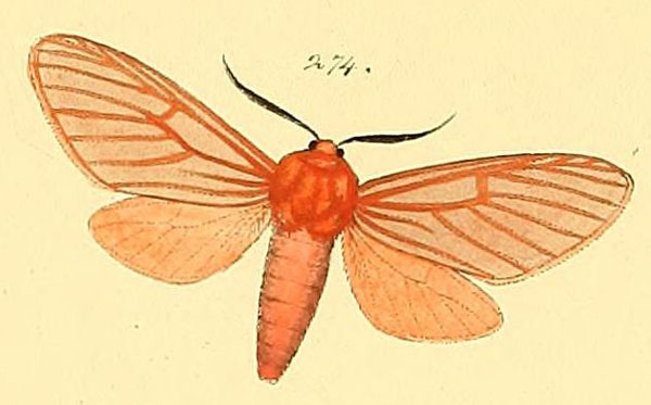/filer/webapps/moths/media/images/L/lateritia_Metarctia_HT_HS_74_274.jpg