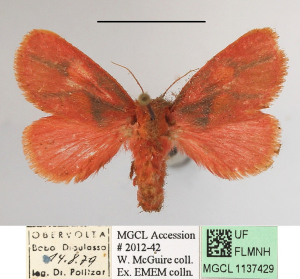 /filer/webapps/moths/media/images/L/lateritia_Micraphe_A_MGCLa_02.JPG