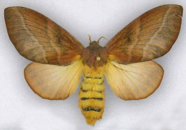 /filer/webapps/moths/media/images/L/lateritia_Pallastica_AF_ZSM_02.jpg