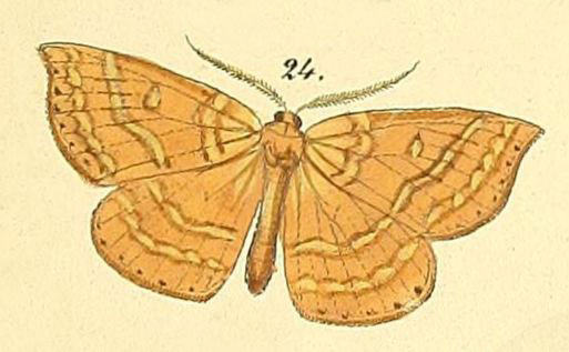 /filer/webapps/moths/media/images/L/lateritia_Paroruza_Felder_128_24.jpg