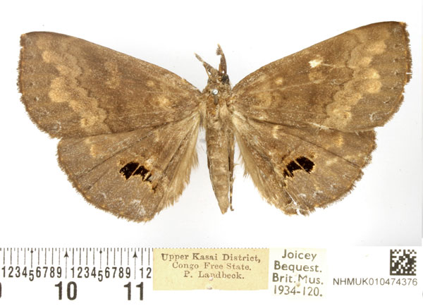/filer/webapps/moths/media/images/L/lathetica_Deinypena_AF_BMNH.jpg