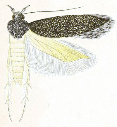 /filer/webapps/moths/media/images/L/lathridia_Telphusa_HT_Meyrick_4-5.jpg