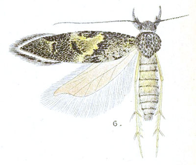/filer/webapps/moths/media/images/L/lathridia_Telphusa_PTF_Meyrick_4-6.jpg