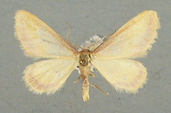 /filer/webapps/moths/media/images/L/laticlavia_Idaea_AM_TMSA_01.jpg