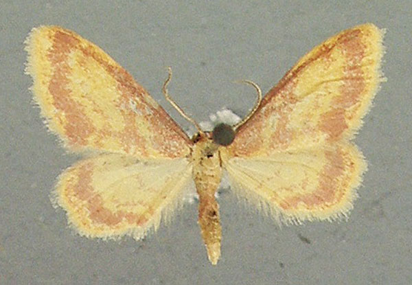 /filer/webapps/moths/media/images/L/laticlavia_Idaea_AM_TMSA_02.jpg