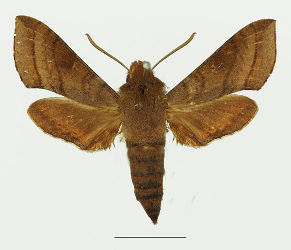 /filer/webapps/moths/media/images/L/laticornis_Basiothia_AF_Basquina.jpg