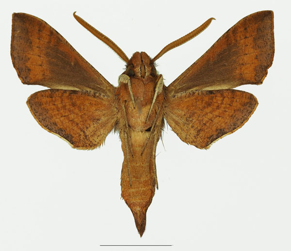 /filer/webapps/moths/media/images/L/laticornis_Basiothia_AM_Basquinb.jpg