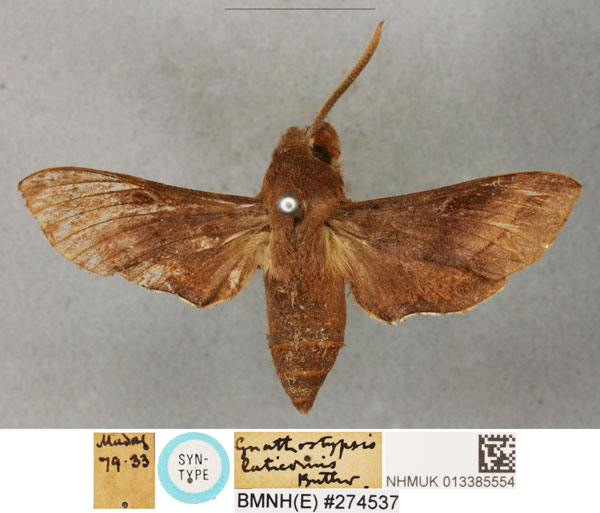 /filer/webapps/moths/media/images/L/laticornis_Gnathostypsis_STF_BMNH.jpg