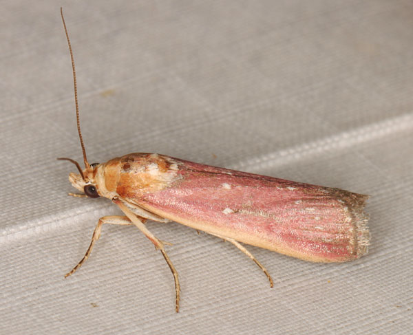 /filer/webapps/moths/media/images/L/laticostella_Epicrocis_A_Heyns.jpg