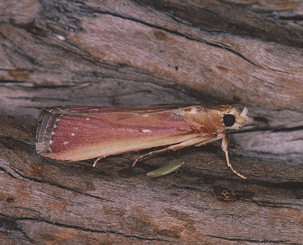 /filer/webapps/moths/media/images/L/laticostella_Epicrocis_A_Roland_01.jpg