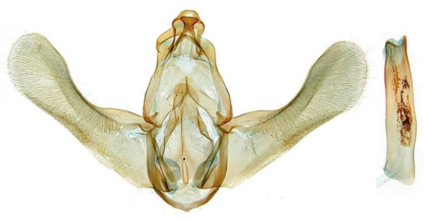 /filer/webapps/moths/media/images/L/laticucullusa_Thubdora_GMHT_RMCA.jpg