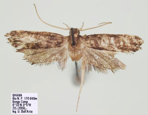 /filer/webapps/moths/media/images/L/laticucullusa_Thubdora_HT_RMCA.jpg