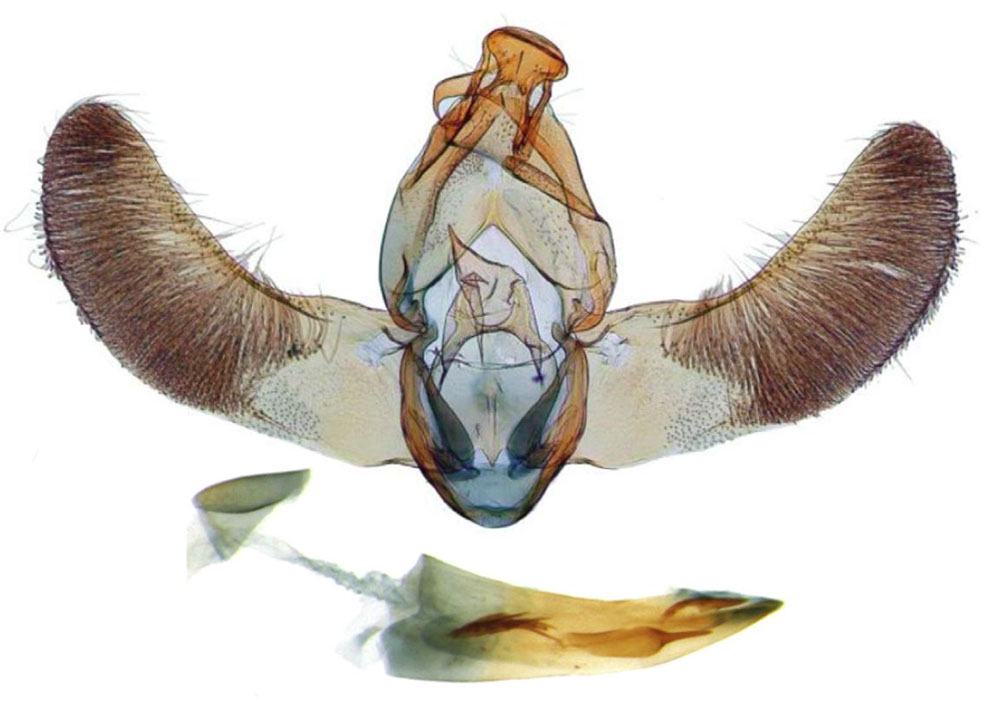 /filer/webapps/moths/media/images/L/latidiscalis_Thubdora_GMHT_ZMHB_CIS7016.jpg