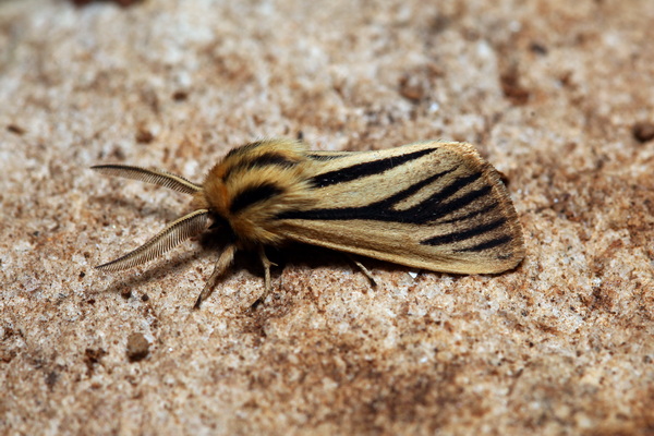 /filer/webapps/moths/media/images/L/latifasciata_Acantharctia_AM_knyazev_kk4uiQD.JPG