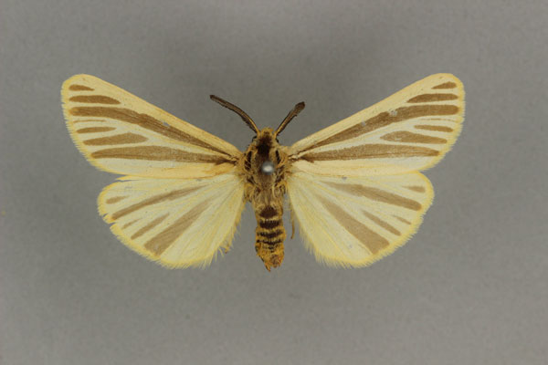 /filer/webapps/moths/media/images/L/latifasciata_Acantharctia_LT_BMNH.jpg