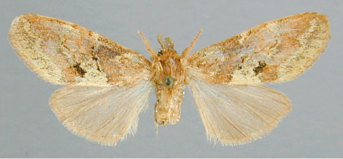 /filer/webapps/moths/media/images/L/latifasciata_Boscawenia_A_RMCA_01.jpg