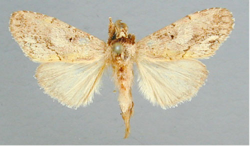 /filer/webapps/moths/media/images/L/latifasciata_Boscawenia_A_RMCA_02.jpg