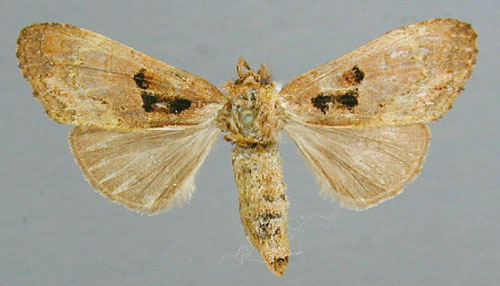 /filer/webapps/moths/media/images/L/latifasciata_Boscawenia_A_RMCA_03.jpg