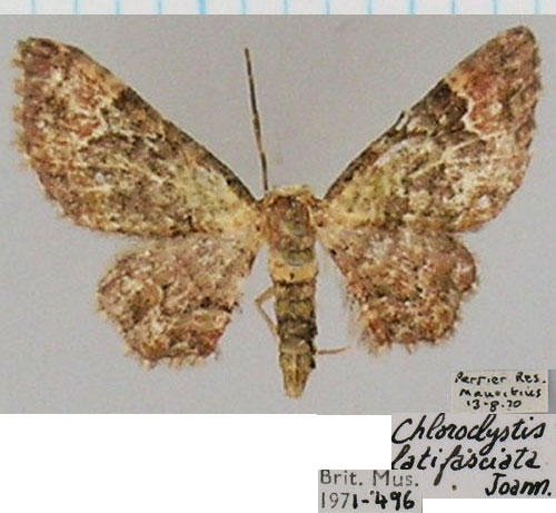 /filer/webapps/moths/media/images/L/latifasciata_Chloroclystis_AF_BMNH.jpg