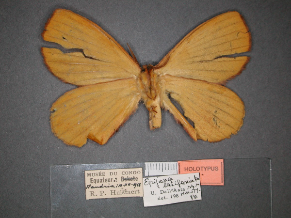 /filer/webapps/moths/media/images/L/latifasciata_Epijana_HT_RMCA_02.jpg