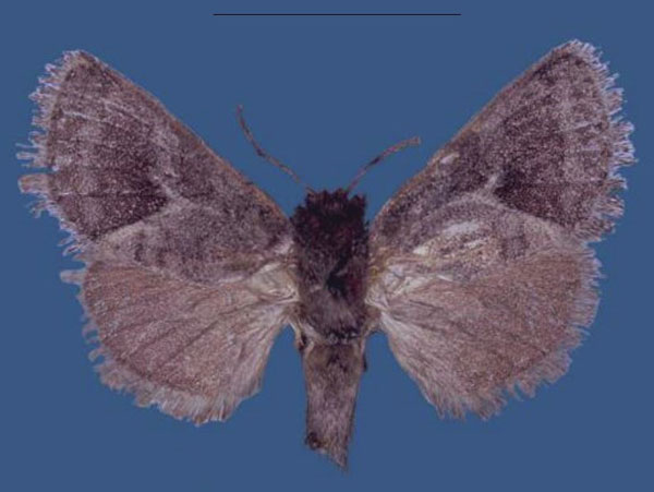 /filer/webapps/moths/media/images/L/latifasciata_Metarbela_HT_NHMUK.jpg