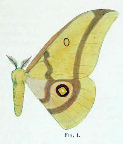 /filer/webapps/moths/media/images/L/latifasciata_Nudaurelia_HT_Sonthonnax_11-1.jpg